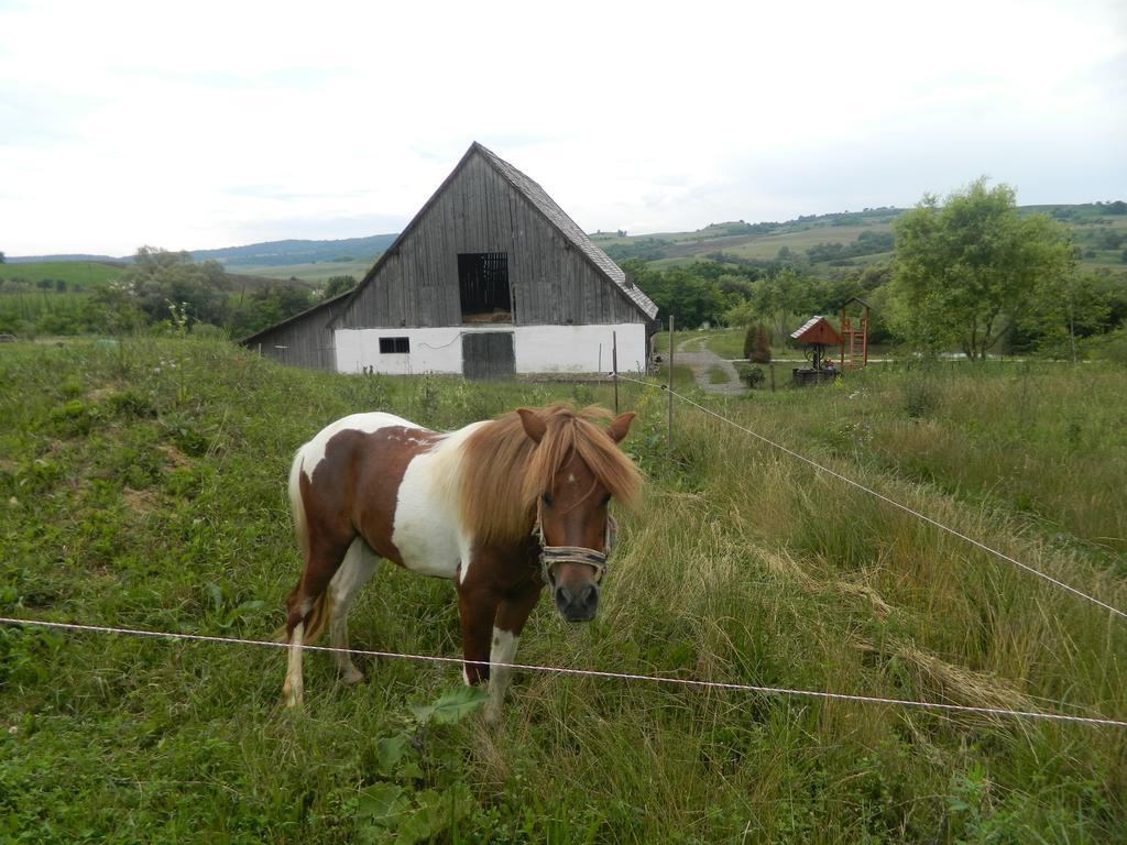 Pensiunea Violeta Saschiz Exterior photo